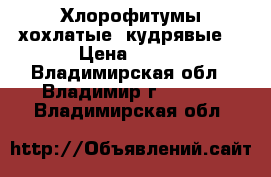 Хлорофитумы хохлатые (кудрявые) › Цена ­ 200 - Владимирская обл., Владимир г.  »    . Владимирская обл.